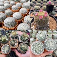 ราคา แมมขนนกเหลือง แมมขนนกขาว (Mammillaria schiedeana) แมมขนนก แมมขนนกไม้เมล็ด ลุ้นสีดอก แคคตัสราคาถูก (9282405830)