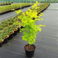 ราคา ต้นเมเปิ้ลจอร์แดน Baize เมเปิ้ลญี่ปุ่นเมเปิ้ลสีทองใบเมเปิ้ลสีแดงในร่มบอนไซสี่ฤดูแท้ (27218613531)