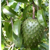 ราคา ต้นทุเรียนเทศ/ทุเรียนน้ำ (24826885856)