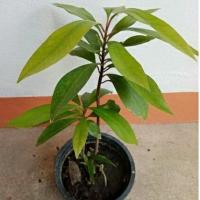 ราคา พิลังกาสา สมุนไพรหายาก ต้นสมุนไพร (8164538066)