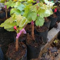 ราคา ต้นพันธุ์องุ่นตอติดตาพันธุ์คิมสัน(ไร้เมล็ด) (7237311996)