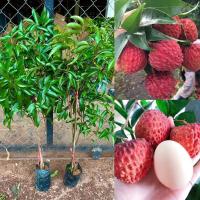 ราคา (ชุด2ต้น) ต้นลิ้นจี่จักรพรรดิพันธุ์เตี้ย กิ่งตอน 80-1เมตร ต้นแข็งแรงพร้อมปลูก 1ปีติดผล (27702446487)