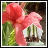 ราคา พุทธรักษาใบลายสีแดง 1หน่อ(ต้นอ่อนหรือตัดใบล้างราก) ไม้มงคล พุทธรักษาใบด่าง หน่อ เหง้า ต้นพุทธรักษา (7483925023)