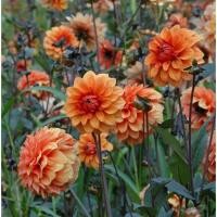 ราคา 1 หัว รักเร่ Dahlia สายพันธุ์ David Howard หัวรักเร่ ดอกดาร์เลีย (8715539315)