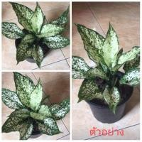 ราคา ขาย ต้นพันธุ์ เพชรน้ำหนึ่ง 1 ต้นทองอนันต์ (8412466764)