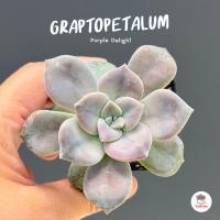 ราคา Graptopetalum Purple Delight #ต้นเดี่ยว ไม้อวบน้ำ กุหลาบหิน Cactus&Succulent หลากหลายสายพันธุ์ (3996158032)