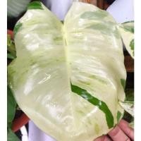 ราคา พลูแอปเปิ้ล พลูด่าง พลูด่างใบแอปเปิ้ล พลูด่างยักษ์ (11525156637)