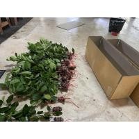 ราคา กิ่งมะนาวแป้นพวงบ้านแพ้วชุด 20กิ่ง (10525997569)