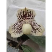 ราคา รองเท้านารีเหลืองตรัง (Paphiopedilum leucochilum) (22447540812)