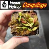 ราคา New กาบหอยแครง DM.Conquilage หายาก!! (23446149165)