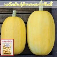 ราคา ฟักทองสปาเก็ตตี้ Spaghetti Squash เมล็ดพันธุ์ 3-7 เมล็ด ปลูกง่าย โตไว (ซื้อ 10 แถม 1 คละได้) (26955844098)