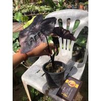 ราคา โคโลคาเซีย แบล็คโครอล Colocasia Black Coral (25901512481)