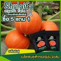 ราคา 3แถม1เมล็ดฟักทองญี่ปุ่น สีทอง 20เมล็ด เมล็ดพันธุ์ฟักทองมงคล เมล็ดฟักทองญี่ปุ่น เมล็ดพันธุ์ผักสวนครัว (20470974866)