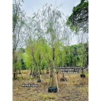 ราคา ต้นหลิวลู่ลม ขนาดลำต้น 4 นิ้ว (สอบถามค่าขนส่งกับทางร้านก่อนนะคะ) (43672155442)