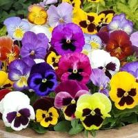 ราคา 100 เมล็ด ดอกหน้าแมว สายพันธุ์ฝรั่งเศส ดอกแพนซี่ Pansy Seeds สายพันธุ์ Pansy Mix (40873666480)