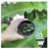 ราคา ลิ้นมังกรซามูไรSansevieria Samurai dwarf (9071460594)