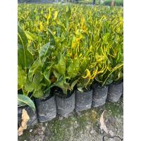 ราคา โกศลช้างเข้าโบสถ์ ต้นโกศล ต้นโกศลช้างเข้าโบสถ์ ถุง 2 นิ้วขนาด 10 ถึง 20 ซม (22459274816)