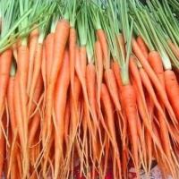 ราคา เมล็ดเบบี้แครอท บรรจุ100เมล็ด (29089313487)