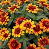 ราคา 100 เมล็ด ดอกบานชื่น บานชื่นหนู บานชื่นฝรั่ง กระดุม ดอกเล็ก Zinnia Seeds กระดุมสีเหลือง (27742561902)