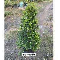 ราคา ต้นไทรชมพู่ ไทรออสเตรเลีย ไม้ประดับ นิยมปลูกทำรั้ว สูง (80-100cm) (43952827570)