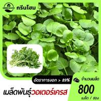 ราคา 800 เมล็ดเมล็ดพันธุ์วอเตอร์เครส เมล็ดวอเตอร์เครส (Watercress) ผักสลัด มากวิตามิน โตไว ทานสดได้ (54051972217)