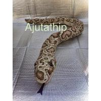 ราคา ตุ๊กตา งู อีเกีย IKEA ตัวยาว 171cm *ตีมือสอง* (13480952354)