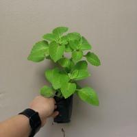 ราคา ต้นหูเสือ หอมด่วนหูเสือ หอมด่วนหลวง เนียมหูเสือ สมุนไพร​ไทย​ ผักสวนครัว (3492399696)