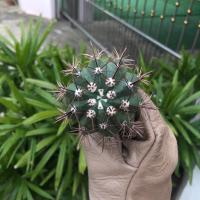 ราคา [ถูกสุด] Cactus เมโลแคคตัส ฟ้า ขนาด 6-8 ซม กระบองเพชร แคคตัส (10961711533)