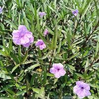 ราคา ต้นกล้า ต้อยติ่งฝรั่งสีม่วง ต้นกล้าละ 10บาท ห่อตุ้มส่งฟ้าประทานพร ต้อยติ่ง ฝรั่ง Waterkanon ต้อยติ่งเทศ ให้ดอกตลอด (26865758032)