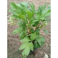 ราคา จิงจูฉ่าย White mugwort ราคาถูก (10008542246)