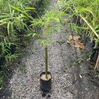 ราคา ไผ่ ต้นไผ่ พันธุ์ ไผ่เลี้ยงน้องหวาน (รับประกัน ส่งใหม่ฟรี หากสินค้าเเสียหาย!!) (28406566819)