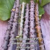 ราคา บอระเพ็ด (ปลอดสารตัดสด) (22272194128)