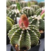 ราคา เมล็ดLB2178xLB2178 เม็ดละ​ 1 บาท (4750888808)