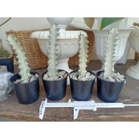 ราคา ยูโฟเบียสลัดไดขาว กระดูกมังกร #Euphorbiatrigona #Euphobia #ยูโฟเบีย #แคคตัส (6683383407)