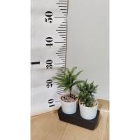 ราคา เซตโชคดีสนฉัตร+สนมังกร (กระถางรดน้ำต้นไม้อัตโนมัติ)+ฟรีป๊อปเปอร์+ตุ๊กตาเรืองแสง (24775735008)