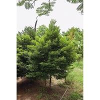 ราคา ต้นล่ำซำ หรือ“ต้นสั่งทำ” หรือ “ต้นหูหนู” หรือเรียกอีกชื่อหนึ่งว่า “ต้นล่ำซำ” (6148351067)