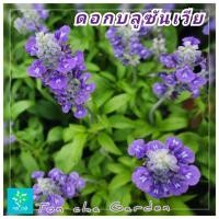 ราคา ต้นดอกบลูซัลเวีย(Blue Salvia) ดอกไม้สัญลักษณ์ แทนความ"คิดถึง" (18685139844)