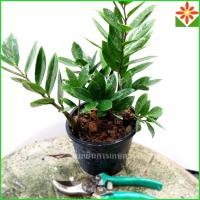 ราคา ต้นกวักมรกต ส่งพร้อมกระถาง 5.5นิ้ว กวักมรกต (29354427360)