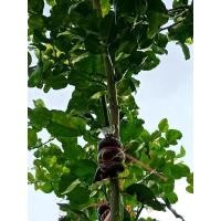 ราคา กิ่งตอนมะกรูดไร้หนาม (12411985737)