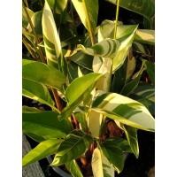 ราคา ต้นเบิร์ดออฟพาราไดซ์ด่าง (3787940458)