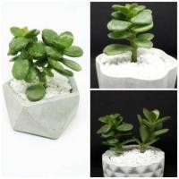 ราคา ไม้มงคล ต้นคาสซูล่า ต้นใบเงิน ต้นไม้สวรรค์ Crassula argentea, Jade Plant, Money Plant, Dollar Plant  (2117081123)