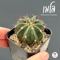 ราคา เมโลแคคตัส Melocactus Amoenus แคคตัส กระบองเพชร cactus&succulent (10667072705)