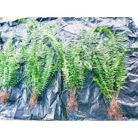 ราคา เฟิร์นสไบนาง ต้นไม้ฟอกอากาศ (4885329766)