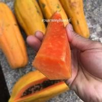 ราคา เมล็ดมะละกอโกโก้ก้านม่วง (43870419367)