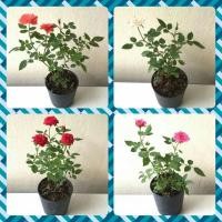 ราคา DDPLANTS กุหลาบจิ๋ว หรือ กุหลาบหนู (1เซต 4 ต้น) (2824072903)