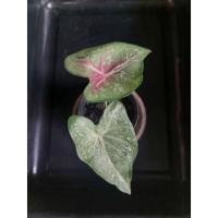 ราคา "บอนสี ขุนไกร ดินภูเขาไฟบุรีรัมย์" บอนสีราชินีแห่งไม้ใบ ส่งพร้อมกระถางพลาสติก (10718243557)