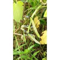 ราคา ต้นพันธุ์ ถั่วครก หรือ ถั่วขอ ถุงดำพร้อมปลูก 39 บาท หัวครก ถั่วมะขาม พืชตระกูลถั่ว ปลูกง่าย โตไว ให้ผลผลิตดก (29872392125)