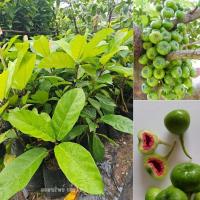 ราคา ต้นมะเดื่อฉิ่ง ต้นมะเดื่อชุมพร กิ่งตอนเสียหายจากขนส่งเคลมฟรี (26711561511)
