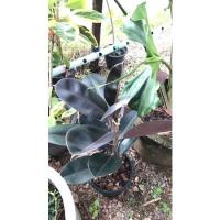 ราคา ยางอินเดียดำ ต้นพร้อมส่ง (10752478860)