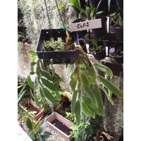 ราคา มือชะนี กล้วยไม้หายาก (5141066200)